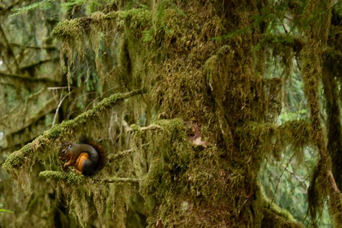A Squirrel in the Rainforest!