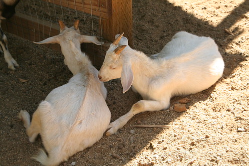 Pretty Goats