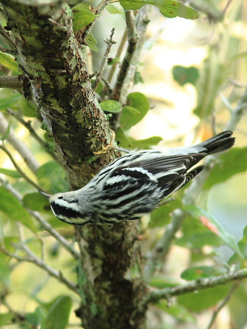 Black-and-white Warbler 2-20120924
