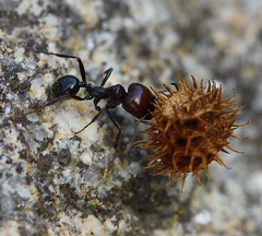 Formigas | Ants