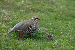 Red-legged partridge - Alectoris rufa.