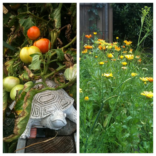 Karin's tomatoes & marigolds