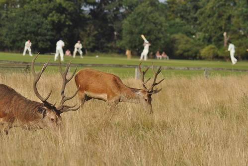 Deer and cricket in Bushy Park