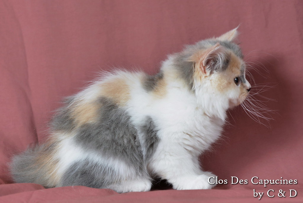 chaton british longhair bleu crème et blanc