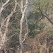 Trees in Nigeria - IMG_2350_CR2