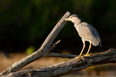 Parc ornithologique du Teich