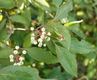 Panicled Dogwood berries