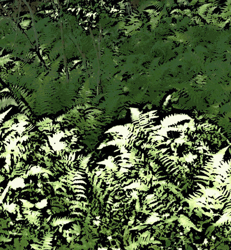 Ferns (Digital Woodcut) by randubnick