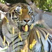 Tigers_053 posted by *Ice Princess* to Flickr