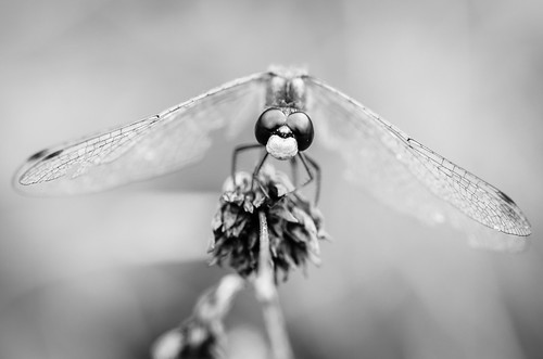 2012 09 08 Dragonfly 005
