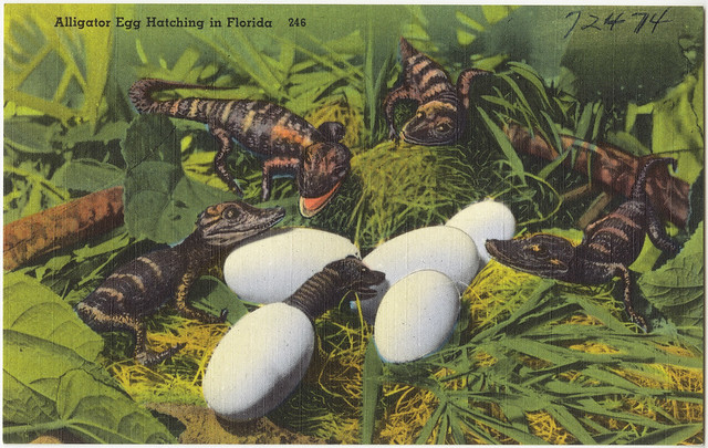 Alligator egg hatching in Florida | Flickr - Photo Sharing!