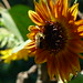 20120916 Helianthus annuus and bumblebee, chiaroscuro posted by chipmunk_1 to Flickr
