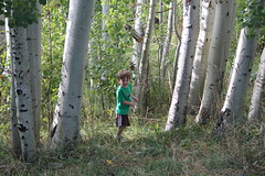 A little boy in the Aspen trees