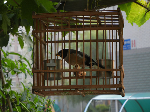 Singing Bird in Cage, Shenyang, China _ 0010