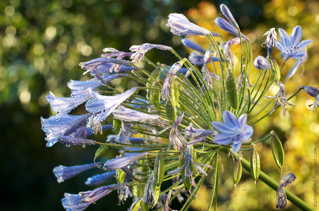 Fruit of the Agapanthus
