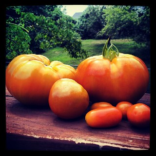 Today's #tomato harvest #containergarden #food #igrewit #salad