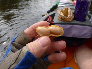 A nearly perfect boiled peanut