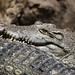 91 - 2012 - Zoo Barcelona - Juliol 2012 - Nikon D7000 - _D011638