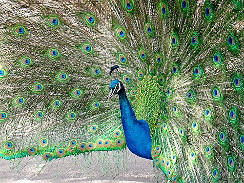 Peacock Pride by Lynn Fleishman