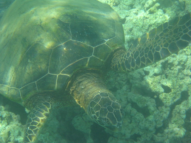 Closeup of the sea turtle
