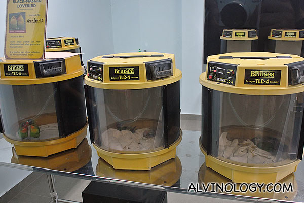 Newly hatched chicks are kept in containers like these 