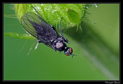 Diptera/Empididae