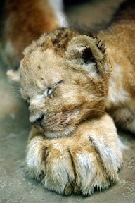 bebe leon