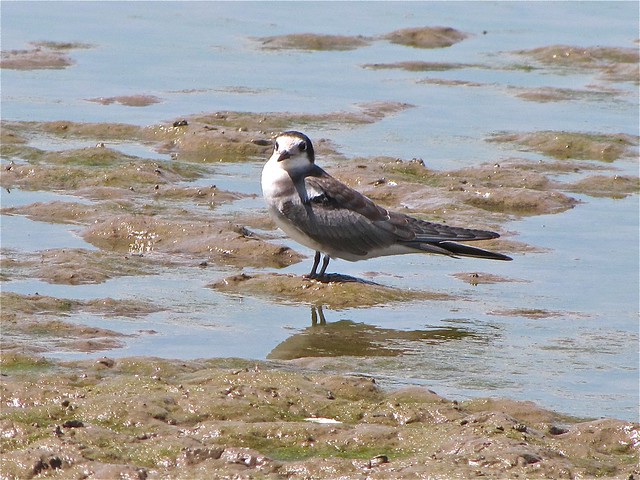 Black Tern at Evergreen Lake 28