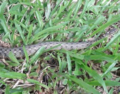 Keelback snake (Rhabdophis spilogaster) 