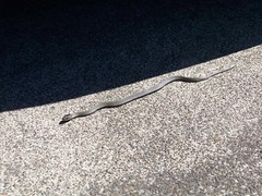 Baby snake on the drive way