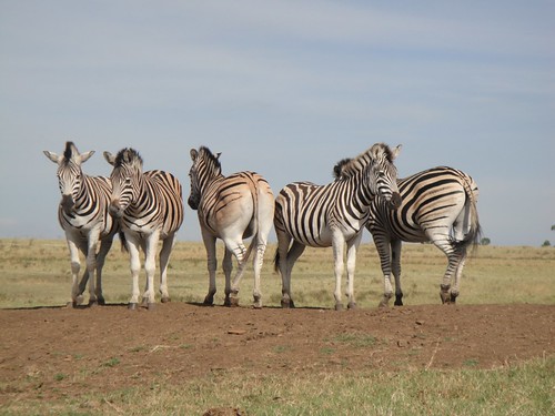 Zebra at Tala Game Reserve, Kwazulu Natal, South Africa