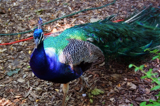 Peacock Friend