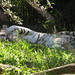 Tigers_030 posted by *Ice Princess* to Flickr