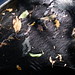 20120916 Cobweb and fallen leaves posted by chipmunk_1 to Flickr
