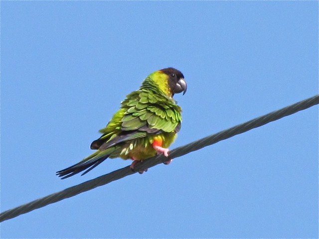 Nanday Parakeet in St. Augustine, FL 01