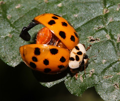 Beetles: Coccinellidae