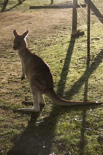 campground-kangaroo_1