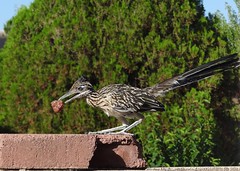 Spike, the young roadrunner