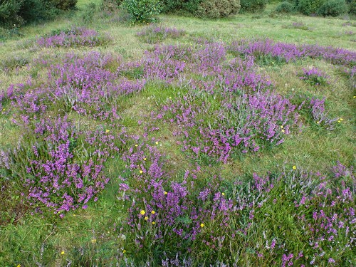 New Forest - Heather