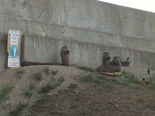 Family of Groundhogs