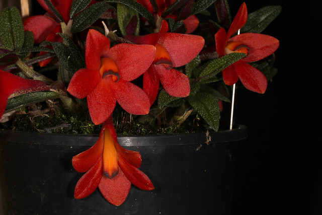 Dendrobium cuthbertsonii '1' 2012-08-24 02