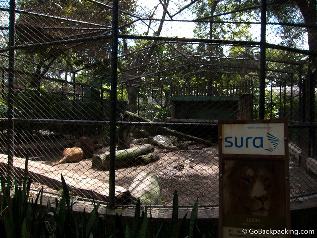 Adult male lion enclosure