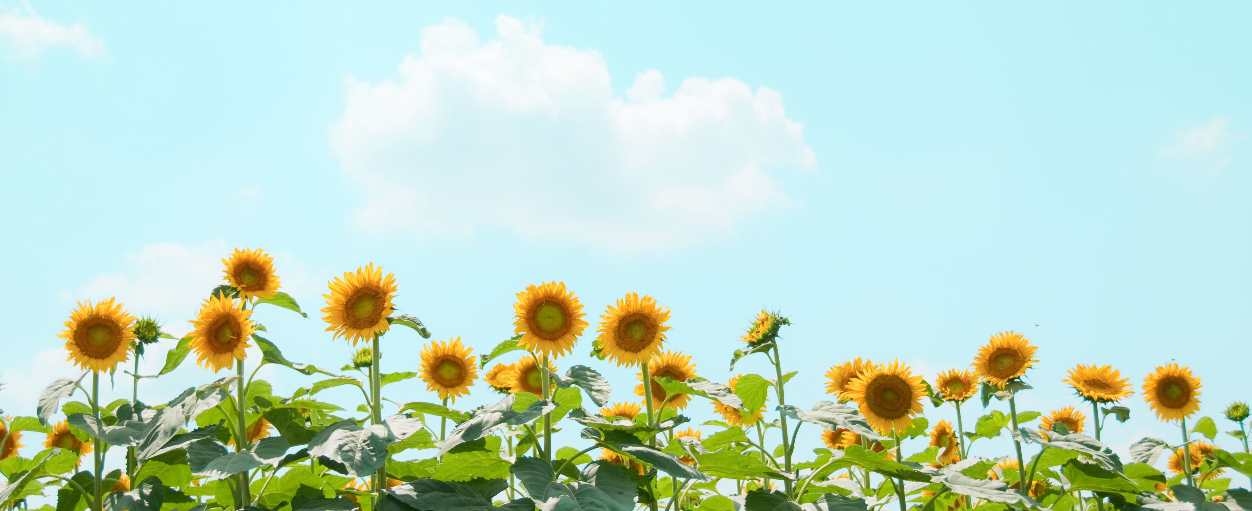 無料写真素材 花 植物 向日葵 ヒマワリ画像素材なら 無料 フリー写真素材のフリーフォト