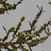 Trees in Nigeria - IMG_2341_CR2_v1