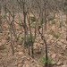 Trees in Nigeria - IMG_2343_CR2