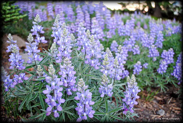 Lupine fields at Timberline Lodge