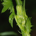 expanding fertile stem, common sow thistle posted by ophis to Flickr