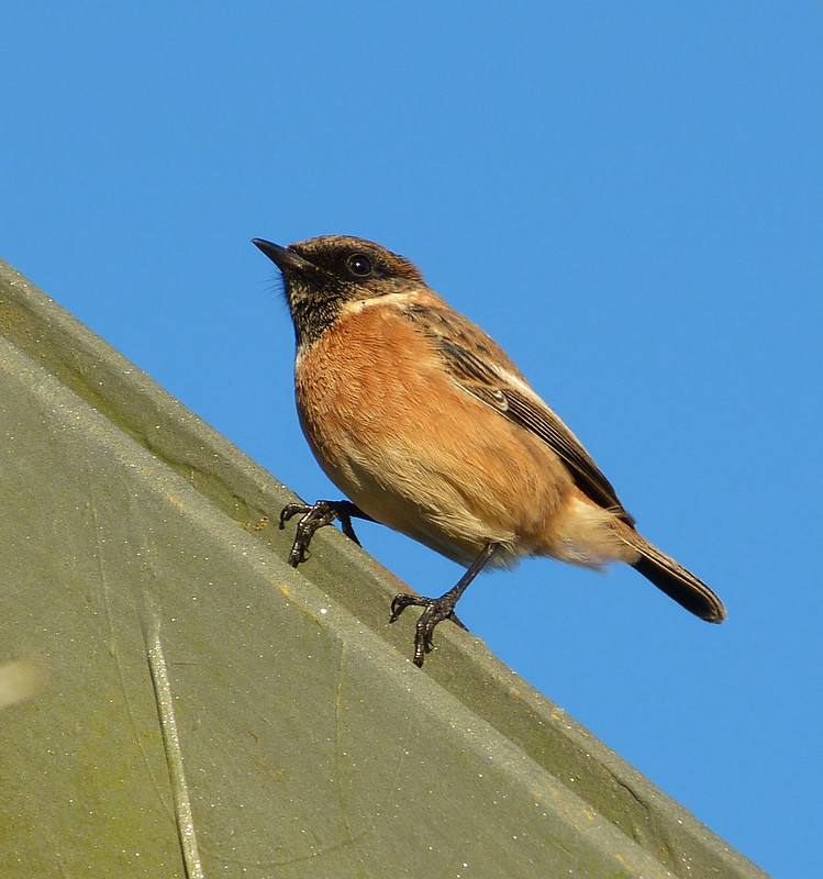 Stonechat - Bryn-bach-Common