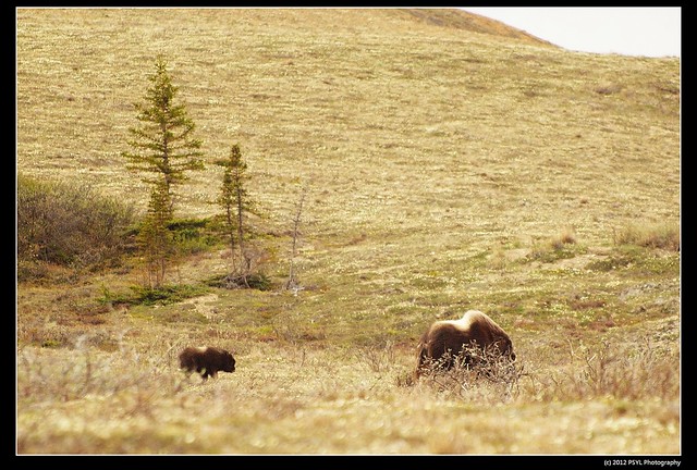 Musk-ox adult and a baby