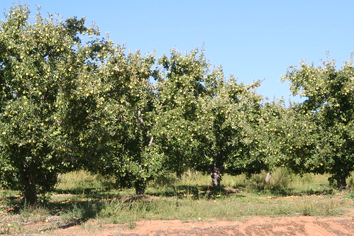 Apple Orchard, Autumn Equinox